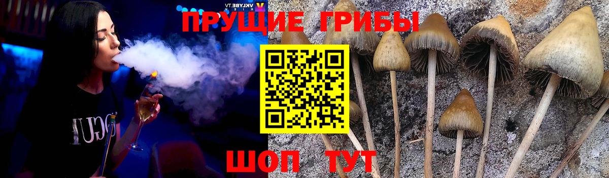 Псилоцибиновые грибы Psilocybe  Вход с VPN  Малоярославец 